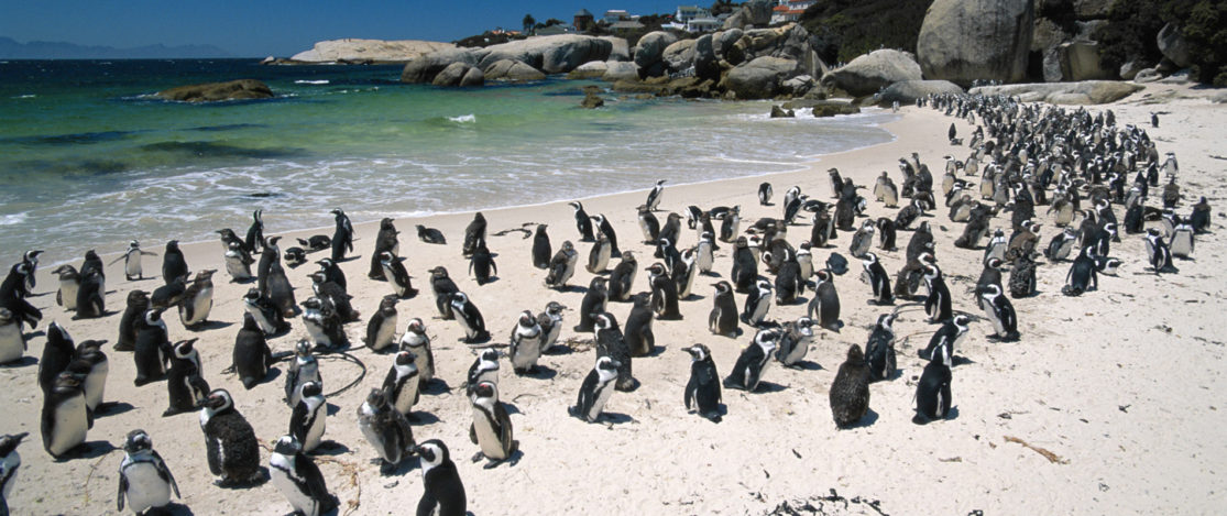 Pinguini-Boulders-Beach-CapeTown-Sudafrica-SLIDER